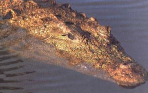 Загадочный Нильский крокодил всё реже встречается в Африке. 